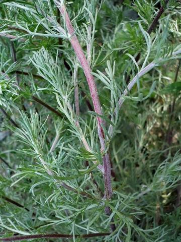 Artemisia di campo