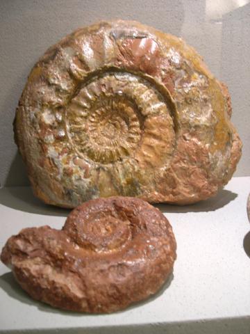 Museo del Fossile
