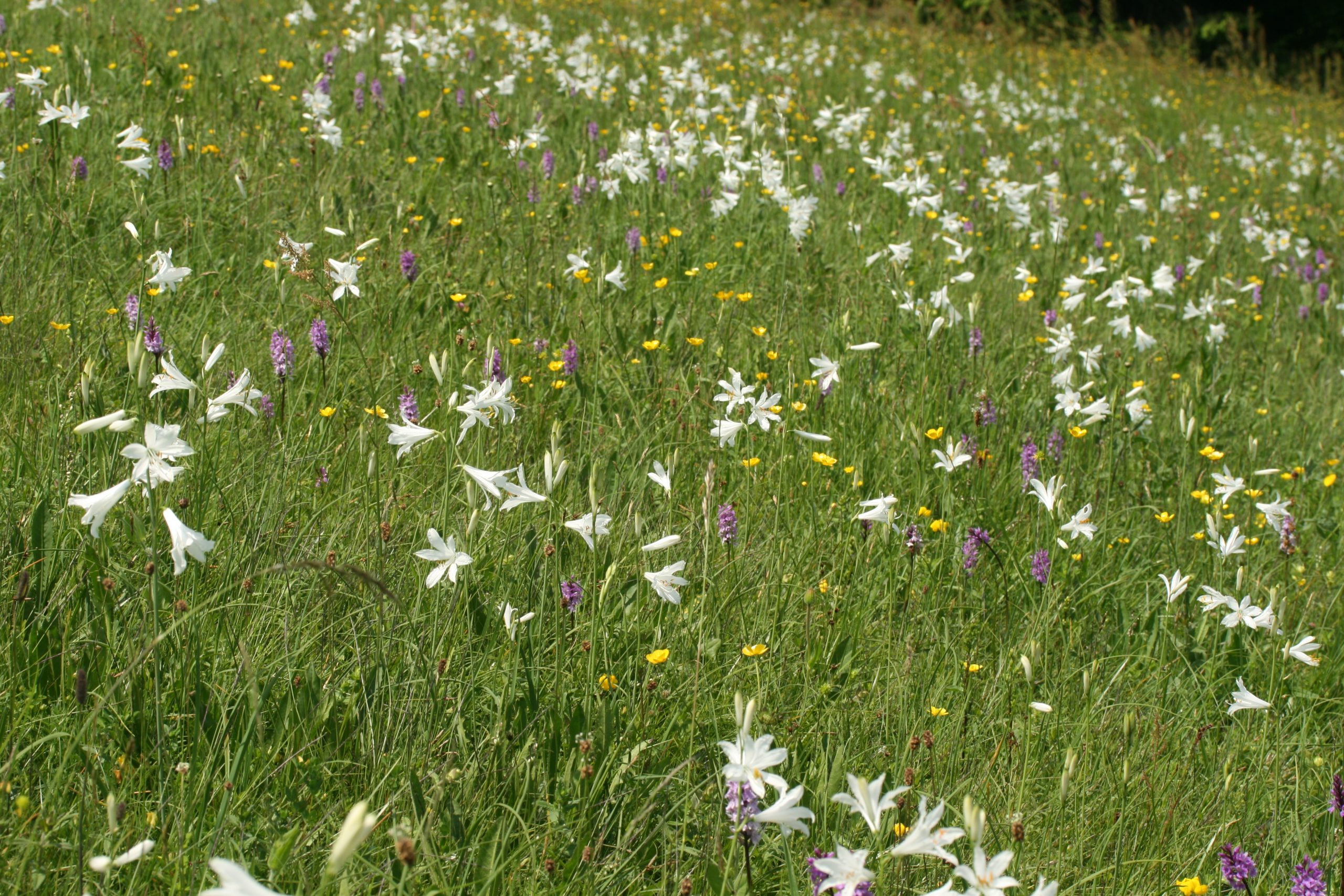 L’importanza naturalistica dei prati da fieno