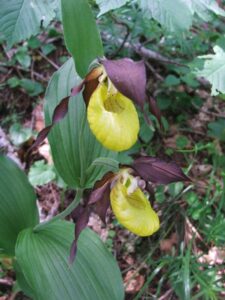 Scarpette della Madonna (Cypripedium calceolus)