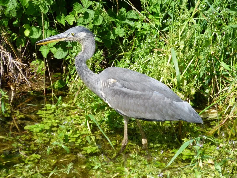 Airone cenerino (Ardea cinerea) Airone cenerino (Ardea cinerea)