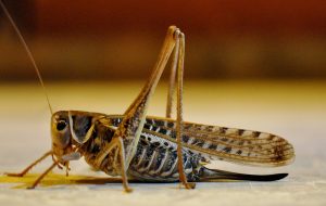 Decticus albifrons - foto Di Giuliagi, wikimedia CC BY-SA 3.0