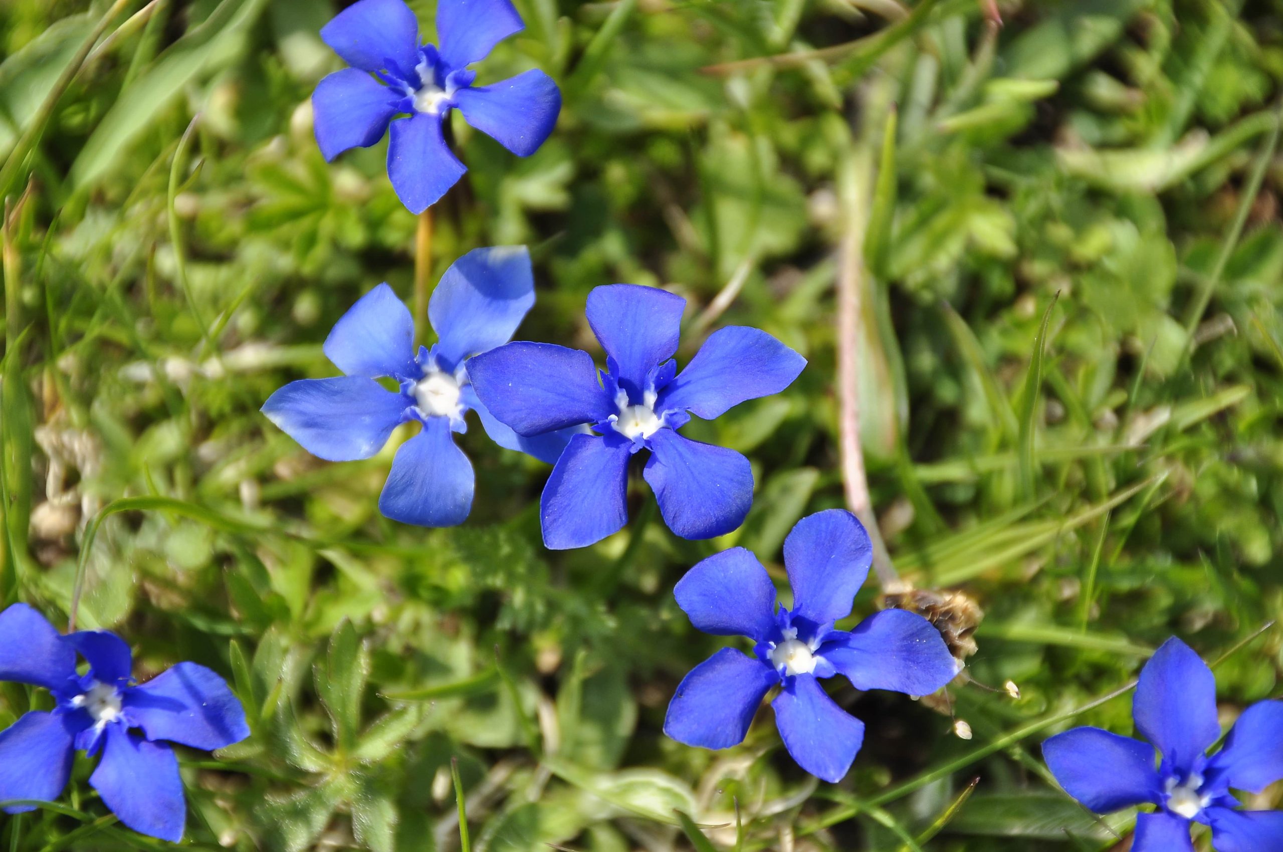 Sentori di primavera
