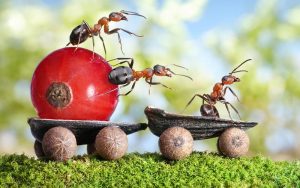 ALLA SCOPERTA DELLA FAUNA A 6 ZAMPE