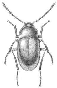 Halbherria carlini
