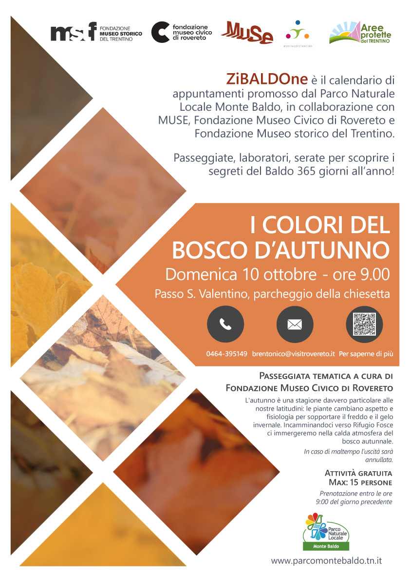 I colori del bosco d'autunno