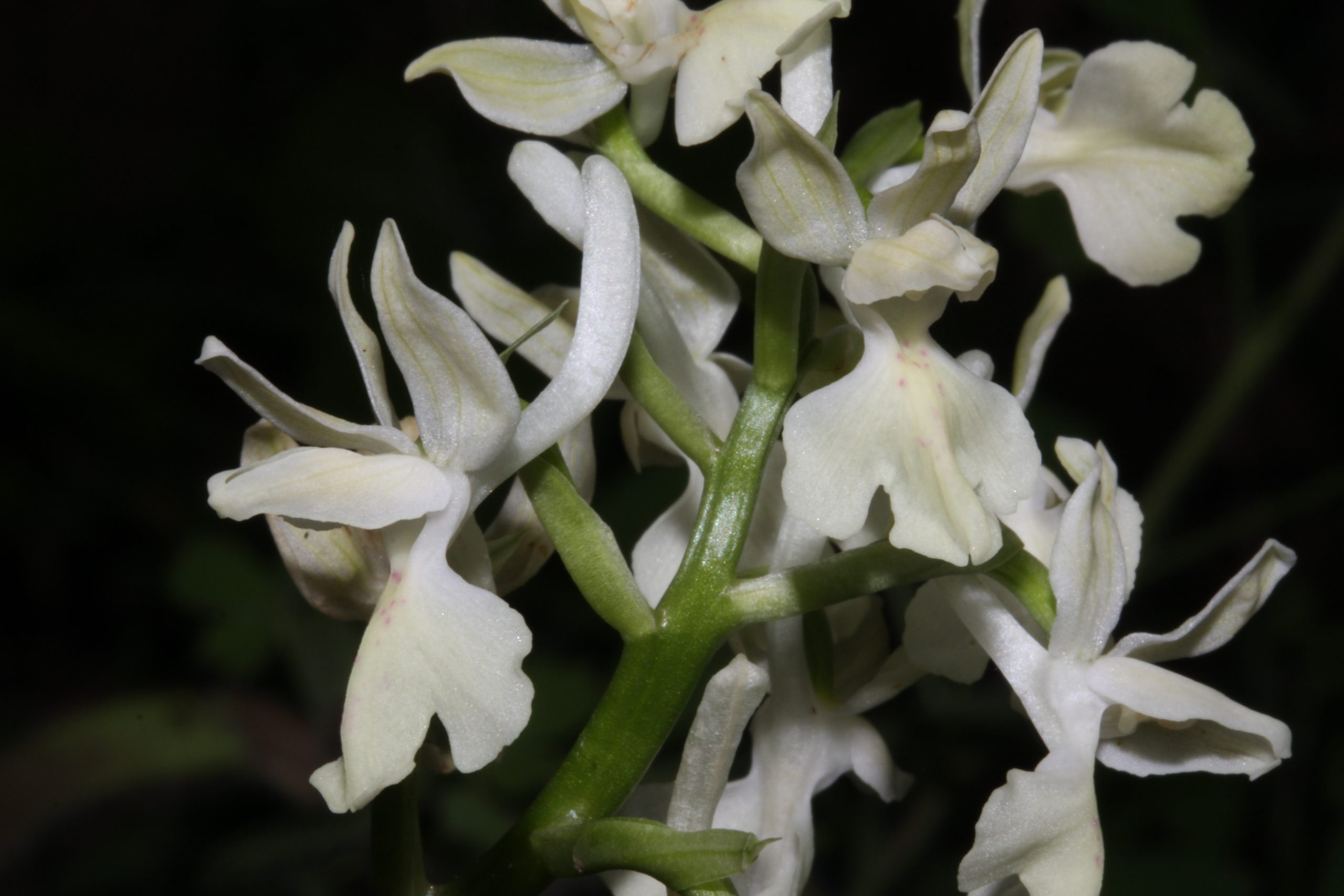Le orchidee di Talpina