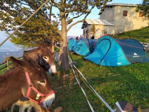 Trekking con gli asini nel Parco Naturale Locale Monte Baldo