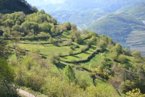 Progetto collettivo a finalità ambientale, prati ricchi di specie