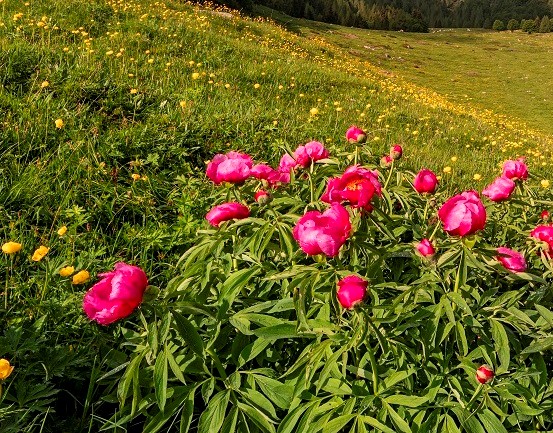 Sentori di primavera