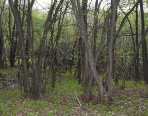 Escursione Saccone-Malga Cestarelli-Malga Montagnóla