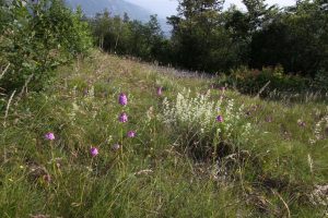 Alla scoperta delle orchidee spontanee del Trentino meridionale