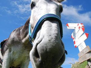 ATTENZIONE!! Posti esauriti per il Trekking con gli Asini del 29-30 settembre!!!