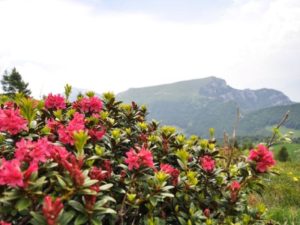 Baldo, Bio, Benessere