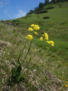 Biscutella montanina