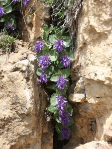 Bonarota comune