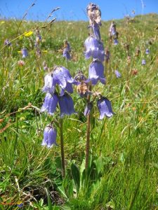 Campanula barbata