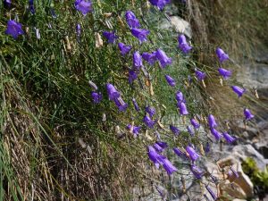 Campanula della Carnia