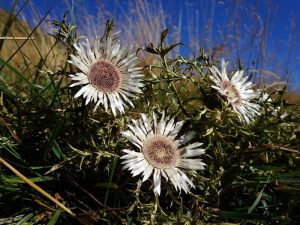 Carlina acaule