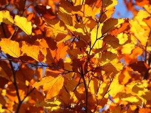 Colori d'autunno