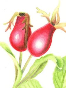 Compongo il mio giardino: illustrazione a composizione libera.