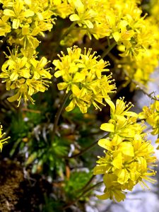 Draba aizoide