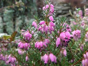 Erica carnicina, Scopina