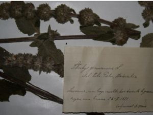 Flora di guerra, effetti della Prima Guerra Mondiale sulla flora del Trentino