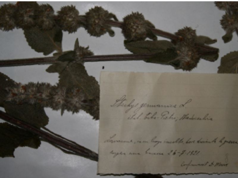 Flora di guerra, effetti della Prima Guerra Mondiale sulla flora del Trentino
