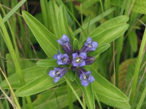 Genziana minore