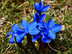 Genziana primaverile