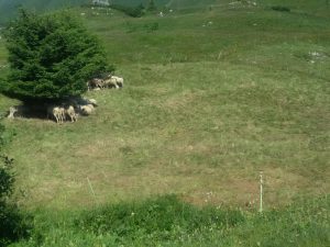 Greggi al pascolo per il mantenimento di superfici a prato