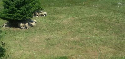 Greggi al pascolo per il mantenimento di superfici a prato