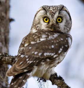Incontri notturni nel Parco