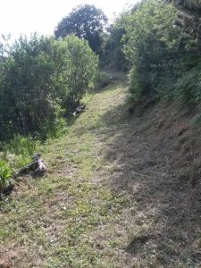 Interventi di manutenzione aree verdi