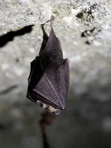 Laboratorio alla scoperta dei pipistrelli