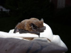 Laboratorio alla scoperta dei pipistrelli