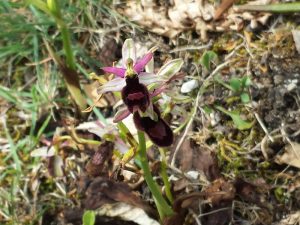 Lagort di Nago, classi V, Nago, maggio 2015