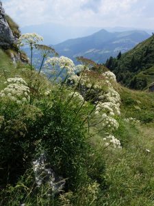 Laserpizio sermontano
