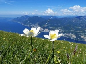 Le fioriture nel Parco