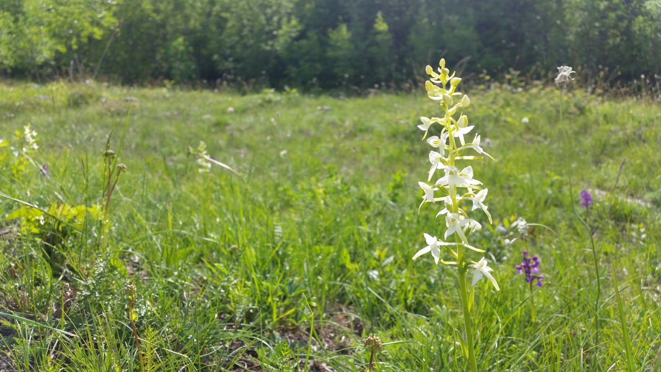 Le fioriture nel Parco