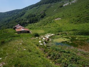 Malga Tolghe