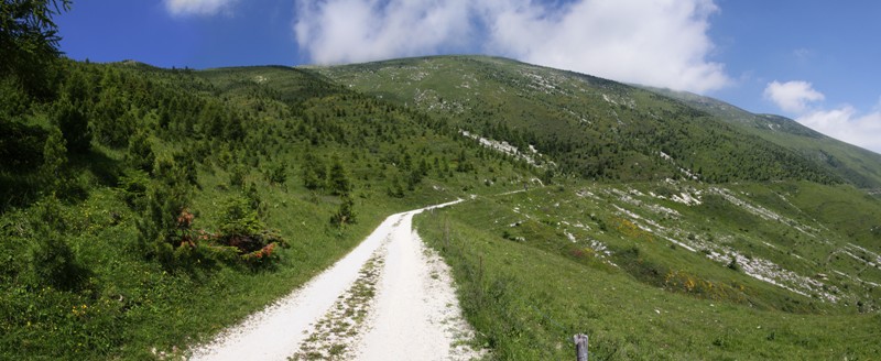 Monte Altissimo, scopriamo insieme il Parco Naturale Locale del Monte Baldo: la botanica