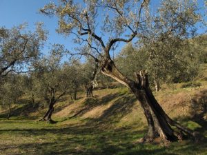 Passeggiata alla scoperta dei