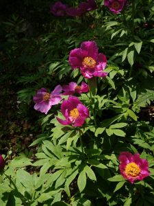 Peonia officinale