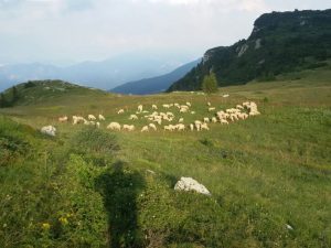 Piano malghe - Malga Plus