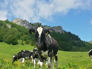 Piano malghe - Malga Plus