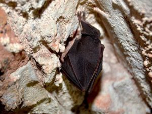 Pipistrelli