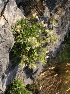 Potentilla caulescente