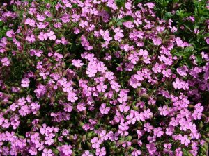 Saponaria rossa
